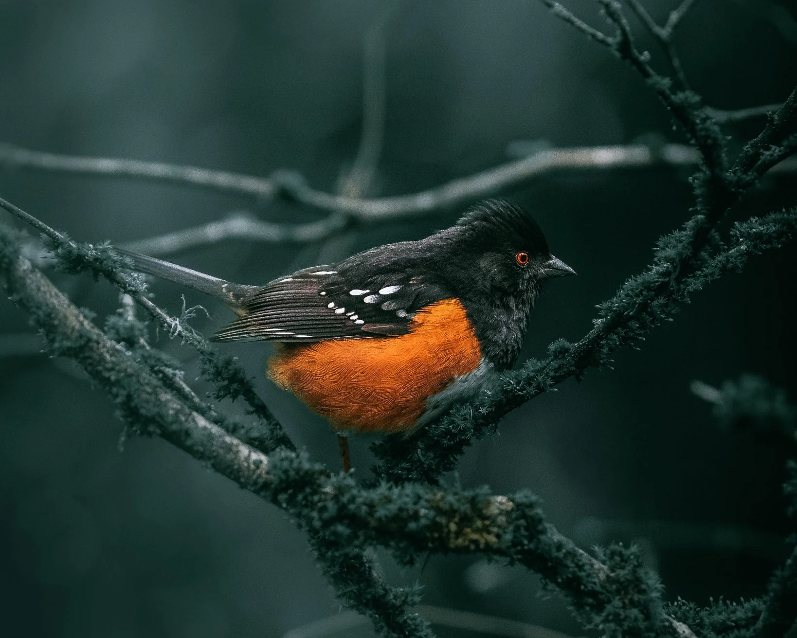 Master the Art of Nature